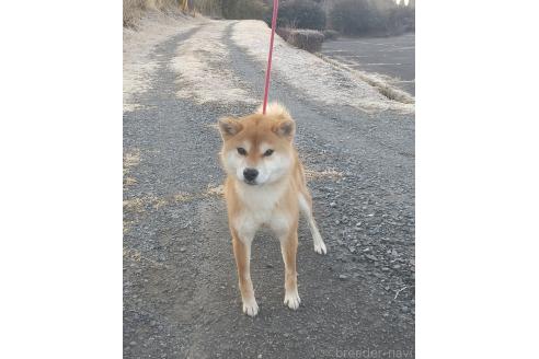 成約済の大分県の柴犬-367665の5枚目