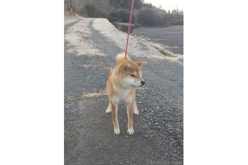 成約済の大分県の柴犬-367665の4枚目