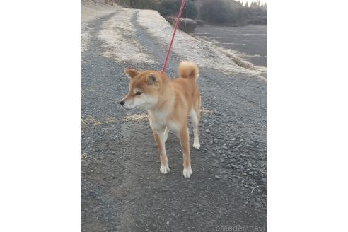 成約済の大分県の柴犬-367665の3枚目
