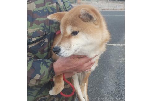 成約済の大分県の柴犬-367665の2枚目