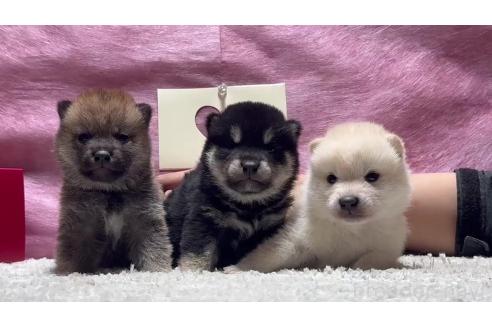 成約済の千葉県の柴犬-367657の6枚目