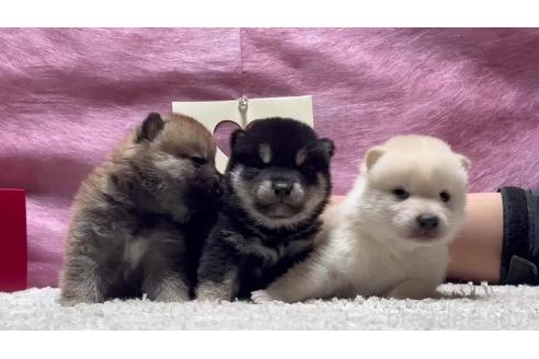 成約済の千葉県の柴犬-367657の5枚目