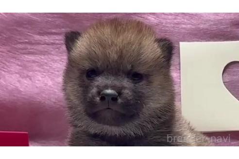 成約済の千葉県の柴犬-367657の2枚目