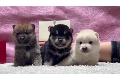 成約済の千葉県の柴犬-367658の7枚目