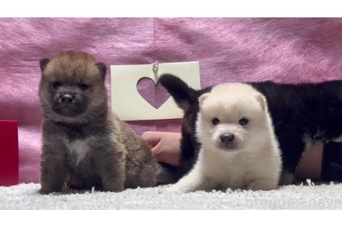 成約済の千葉県の柴犬-367658の4枚目