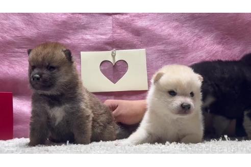 成約済の千葉県の柴犬-367658の3枚目