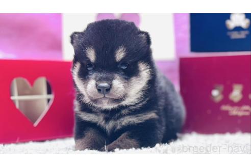 成約済の千葉県の柴犬-367658の1枚目