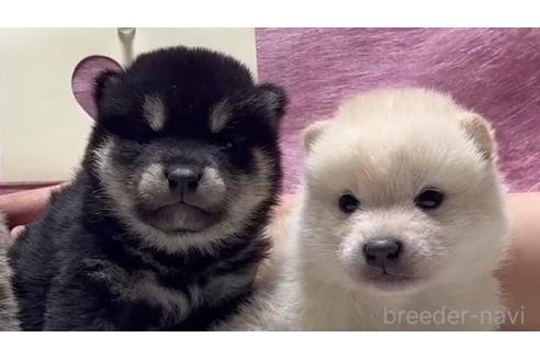 成約済の千葉県の柴犬-367658の2枚目