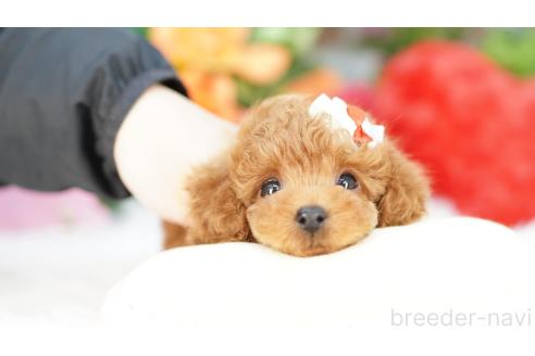 子犬