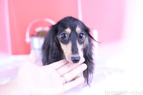 アリーナちゃん1枚目
