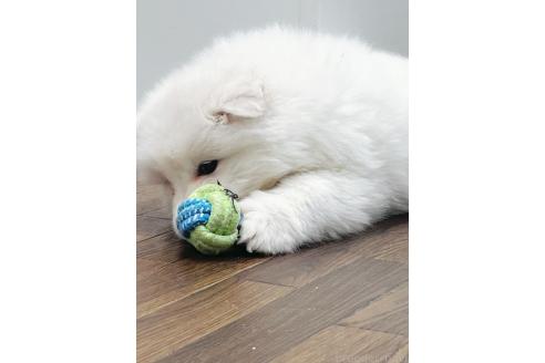 成約済の東京都のサモエド-367673の2枚目
