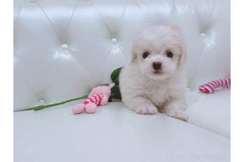 成約済の埼玉県のミックス犬-362899の12枚目