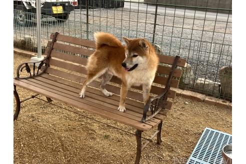成約済の岡山県の柴犬-358519の5枚目