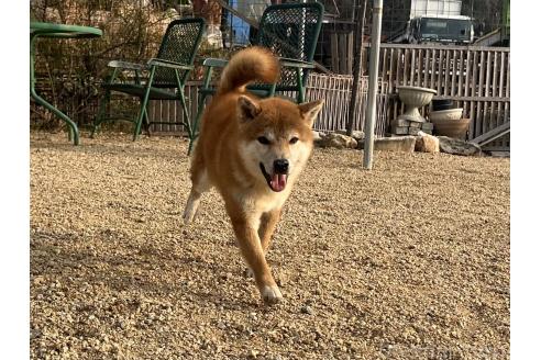 成約済の岡山県の柴犬-358519の4枚目