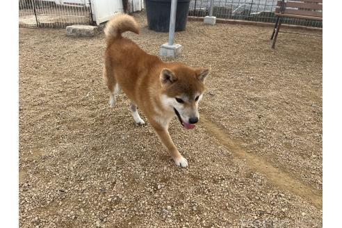 成約済の岡山県の柴犬-358519の3枚目