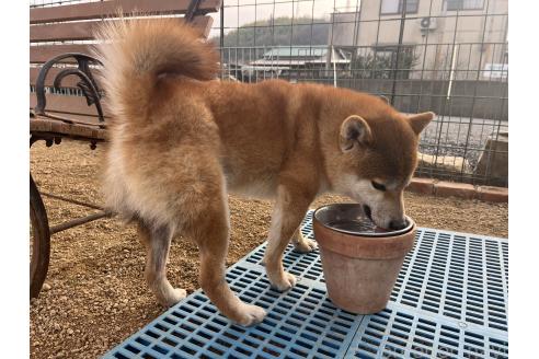 成約済の岡山県の柴犬-358519の2枚目