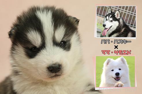 成約済の茨城県のミックス犬-365384の1枚目