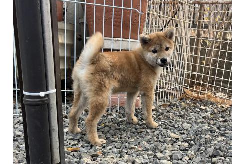 成約済の岡山県の柴犬-358431の5枚目
