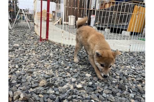 成約済の岡山県の柴犬-358431の4枚目