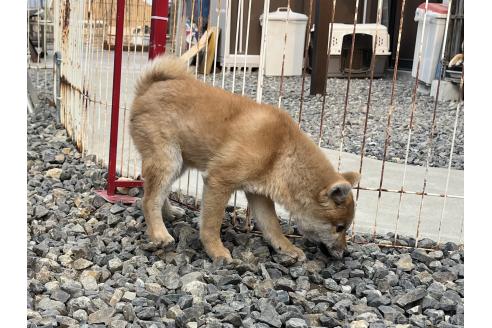 成約済の岡山県の柴犬-358431の3枚目