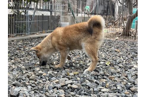 成約済の岡山県の柴犬-358431の2枚目
