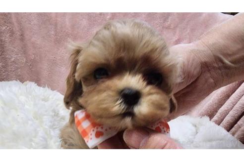 成約済の岡山県のマルプー:マルチーズ×トイプードル-367694の1枚目