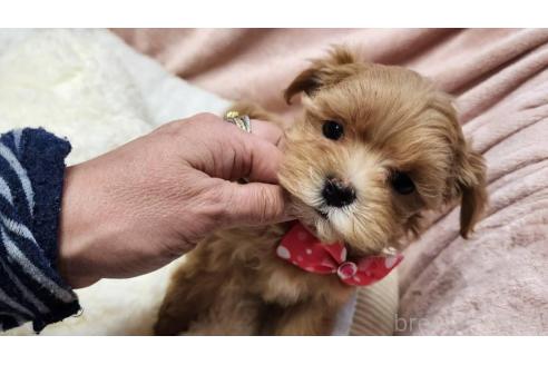 成約済の岡山県のマルプー:マルチーズ×トイプードル-367697の1枚目