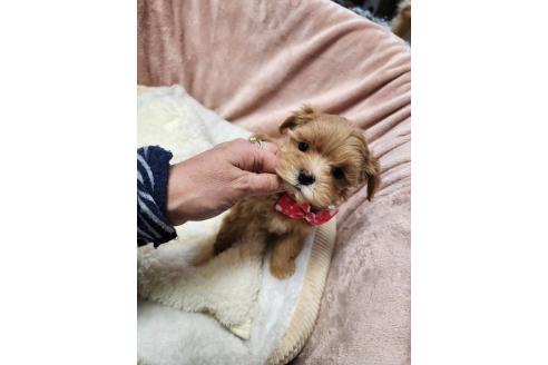 成約済の岡山県のマルプー:マルチーズ×トイプードル-367697の2枚目