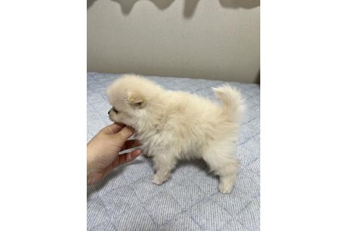 成約済の愛媛県のポメラニアン-367702の6枚目