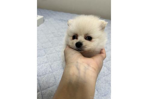 成約済の愛媛県のポメラニアン-367702の4枚目