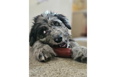 成約済の長野県のミックス犬-356122の12枚目