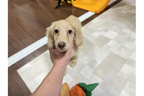 イレイナちゃん1枚目