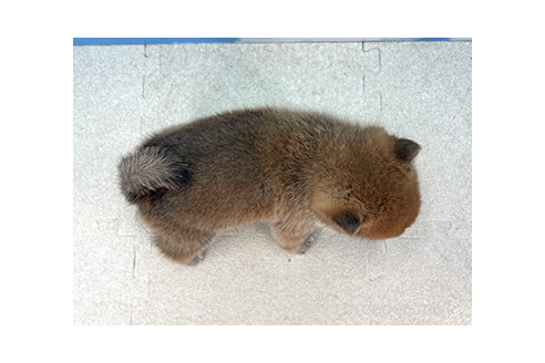成約済の愛知県の豆柴-367735の2枚目