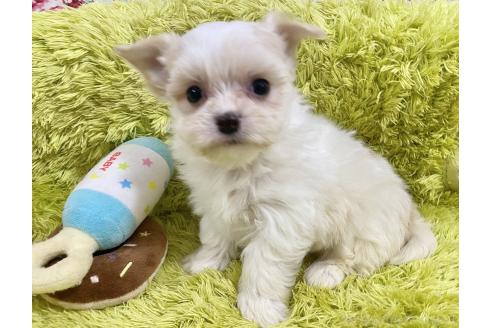 成約済の秋田県のチワマル:チワワ×マルチーズ-367734の7枚目