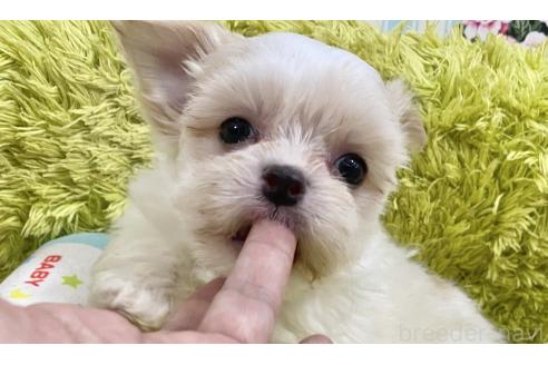 成約済の秋田県のチワマル:チワワ×マルチーズ-367734の6枚目