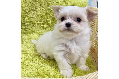 成約済の秋田県のチワマル:チワワ×マルチーズ-367734の1枚目