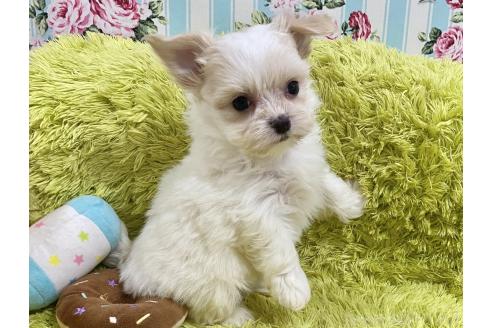 成約済の秋田県のチワマル:チワワ×マルチーズ-367734の5枚目