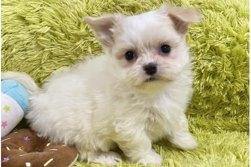 成約済の秋田県のチワマル:チワワ×マルチーズ-367734の4枚目
