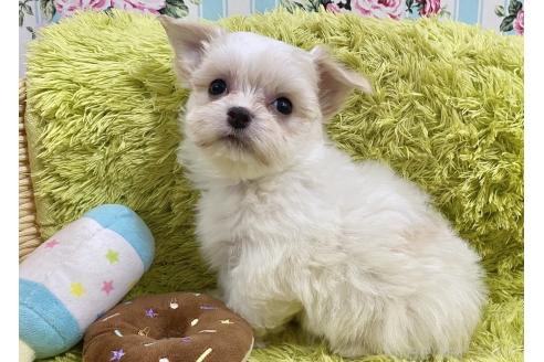 成約済の秋田県のチワマル:チワワ×マルチーズ-367734の3枚目