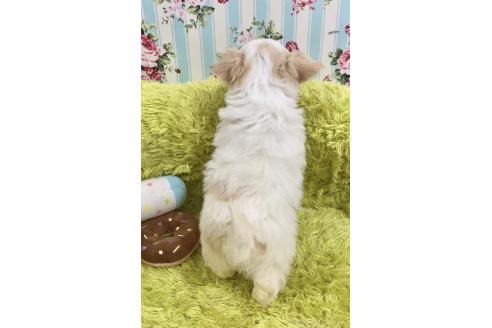 成約済の秋田県のチワマル:チワワ×マルチーズ-367734の2枚目