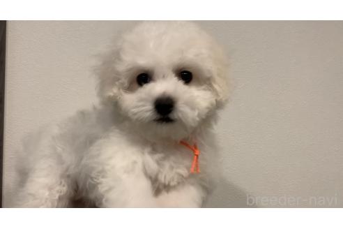 成約済の滋賀県のビションフリーゼ-363220の3枚目