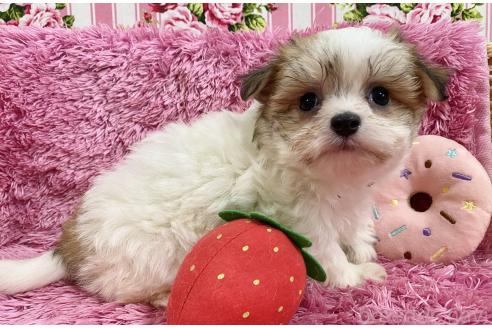 成約済の秋田県のチワマル:チワワ×マルチーズ-367765の8枚目