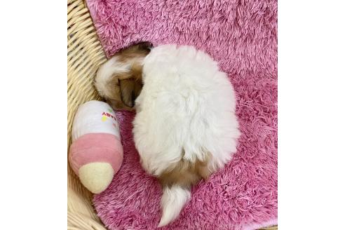 成約済の秋田県のチワマル:チワワ×マルチーズ-367765の7枚目