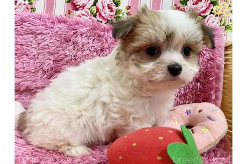 成約済の秋田県のチワマル:チワワ×マルチーズ-367765の6枚目