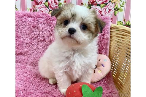 成約済の秋田県のチワマル:チワワ×マルチーズ-367765の2枚目