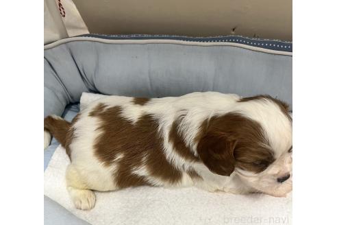 成約済の栃木県のキャバリアキングチャールズスパニエル-367756の2枚目