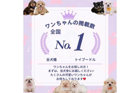 成約済の神奈川県のビションプー:ビションフリーゼ×トイプードル-362716の5枚目