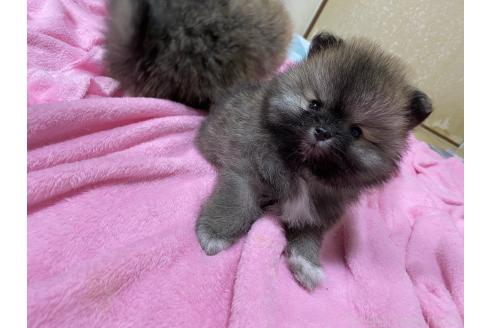 成約済の岡山県のポメラニアン-364723の1枚目