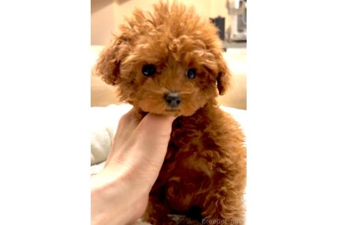 成約済の奈良県のティーカッププードル-364783の6枚目