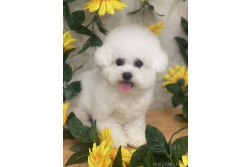 プティちゃん1枚目